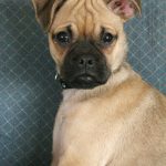 puggle puppy