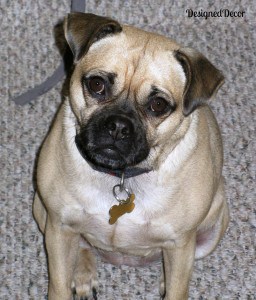 Puggle 001