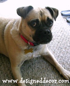 Puggle 002