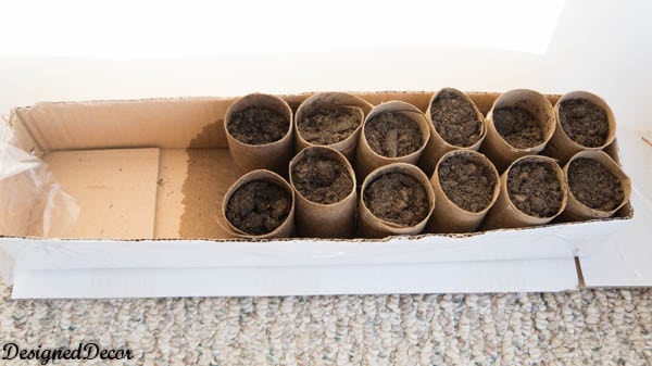 Toilet Paper Seed Starters-6
