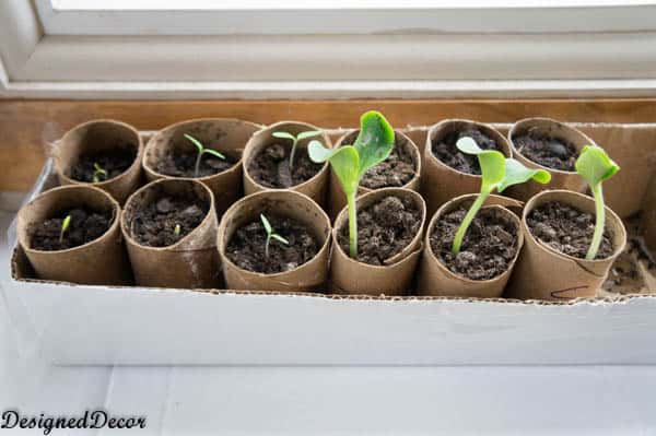 Starting Seedlings with Toilet Paper Rolls! - Designed Decor