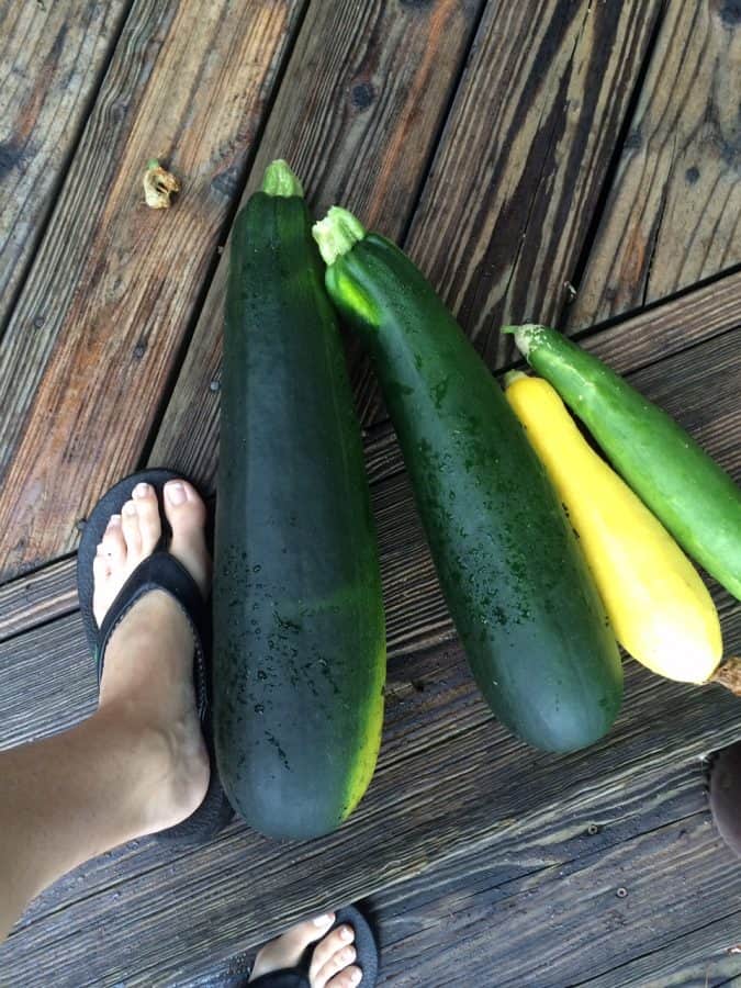 How does your zucchini grow? 