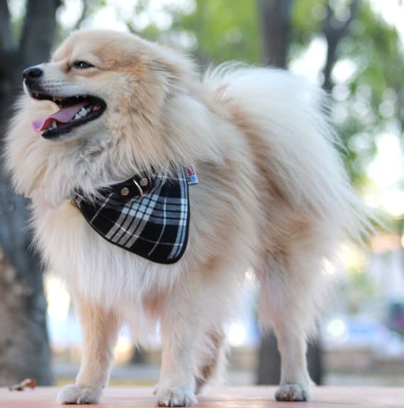 bandana collar on a small dog