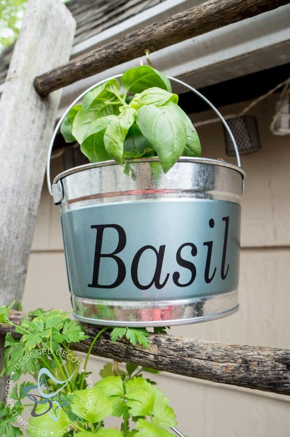 Basil planted in a metal hanging bucket 