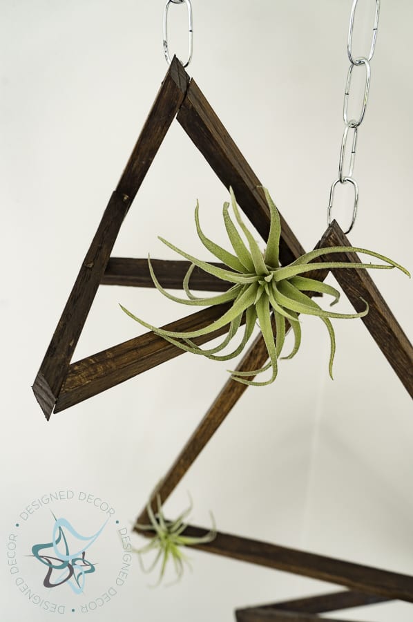 Tutorials - Hanging Tillandsia